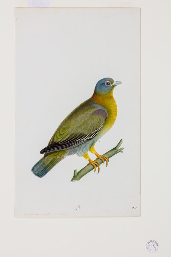 A Study of a Male Yellow-Footed Green Pigeon (Treron phoenicoptera) | MasterArt